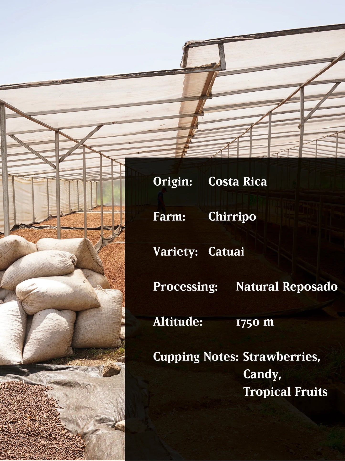 LA BOMBA DE FRUTA, COSTA RICA, NATURAL 250g