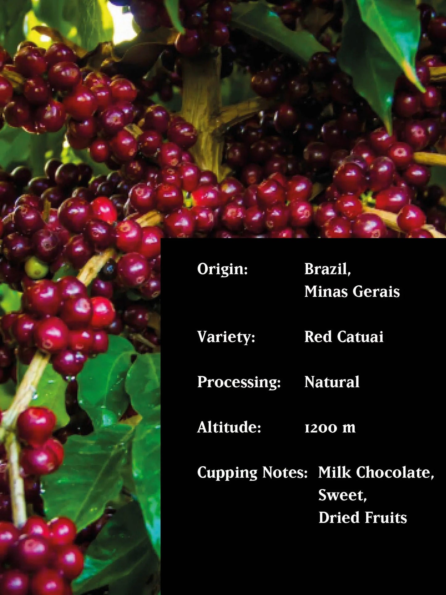 MVSM SERRINHA, BRAZIL, NATURAL 250G
