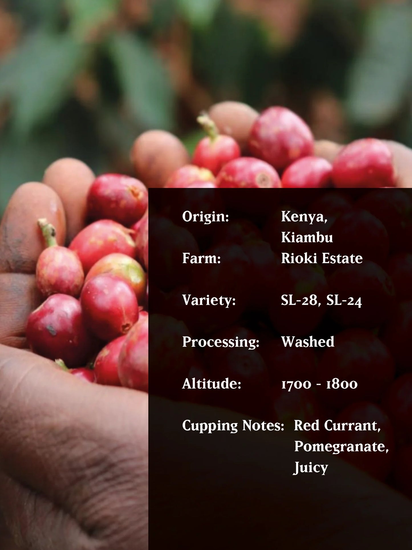 RIOKI PEABERRY 250g