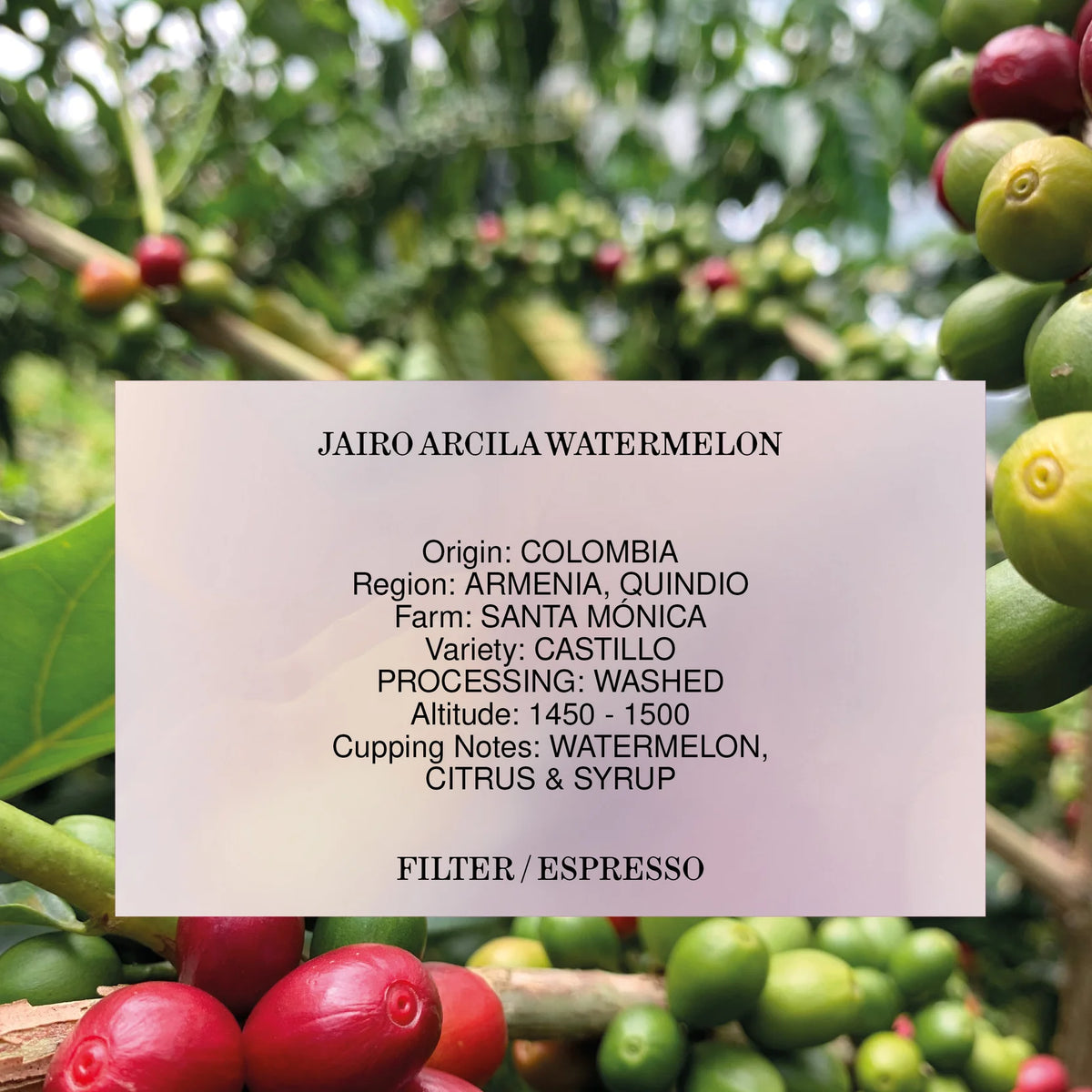 JAIRO ARCILA WATERMELON, COLOMBIA, WASHED *ANOMALY EDITION* 250g